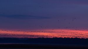 _MG_2392-2 copy.jpg